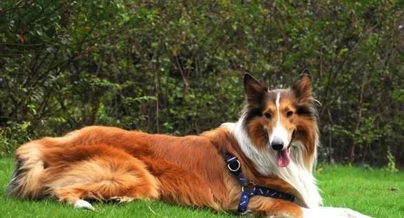 苏格兰牧羊犬训练便便 在固定地点大小便 | 苏格兰牧羊犬