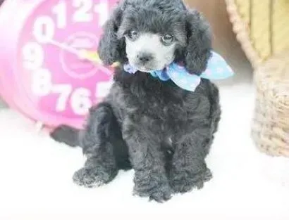 贵宾犬|少吃零食多运动可以使贵宾犬更健康