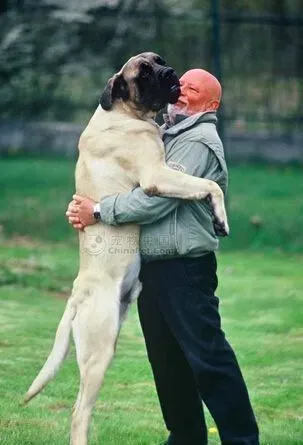 马士提夫犬的日常护理 大而有力量的犬种 | 马士提夫犬