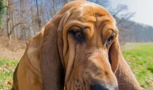 寻血猎犬别名 寻血猎犬别名圣休伯特猎犬 | 寻血猎犬