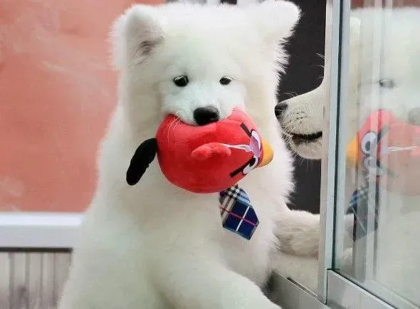 银狐犬|银狐犬会自发保护主人吗