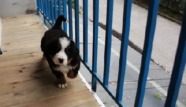 伯恩山犬|伯恩山犬吃零食好坏的详细解答