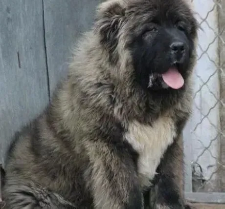 高加索犬|天气转凉 秋季护理高加索犬需要了解哪些