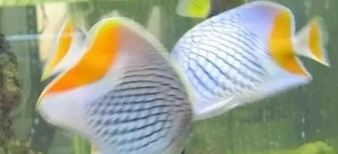 红尾蝶饲养环境 可适当种植一些珊瑚礁