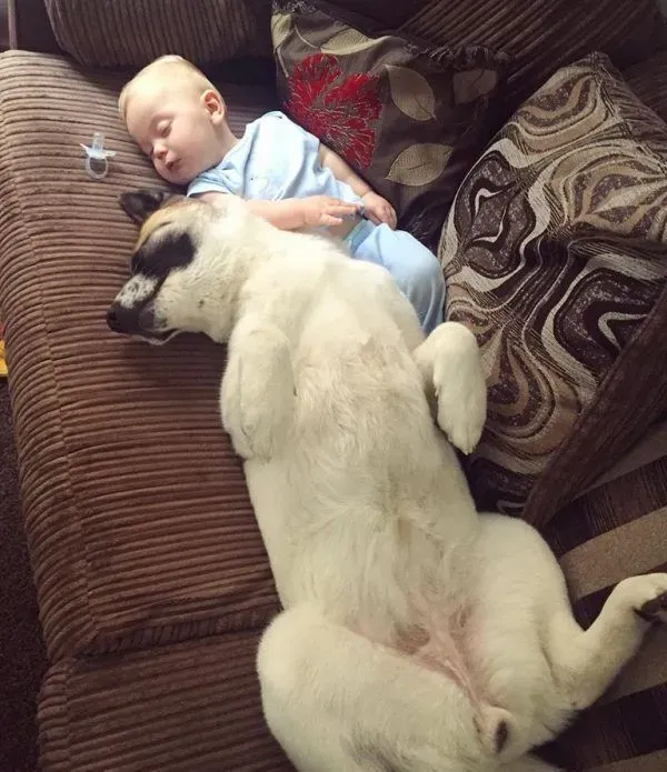 孕妇执意留下爱犬 汪救回她和宝宝一命 | 狗