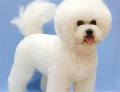 比熊犬|温馨家园 给比熊犬布置狗窝要讲究方法