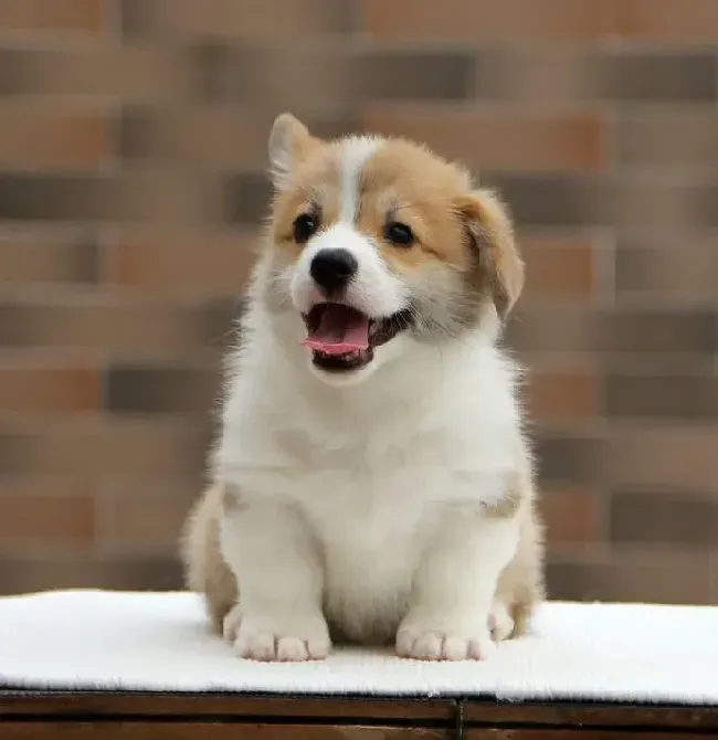 柯基犬|柯基犬吃狗粮后就吐了是怎么回事