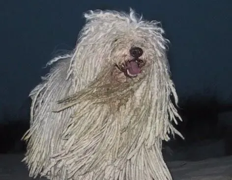 波利犬的毛怎么打理 波利犬梳毛时的注意事项 | 波利犬