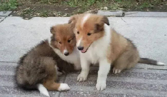 苏格兰牧羊犬|细说护理苏格兰牧羊犬牙齿的小方法