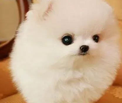 博美犬|饲养博美犬的方法有哪些值得大家借鉴的