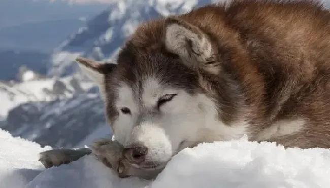 阿拉斯加犬|科学喂养必备之怎样照顾不同阶段的成年阿拉斯加犬