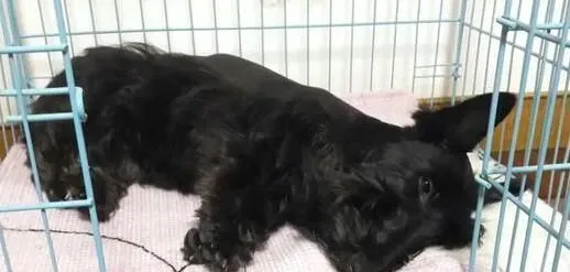 苏格兰梗犬护主 尤其是对主人是非常友好 | 苏格兰梗