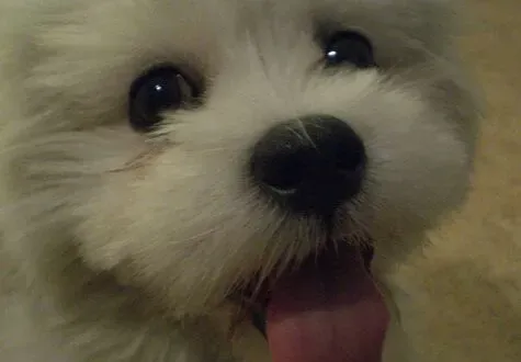 拉萨犬怎么养 挑选适合狗狗吃的狗粮 | 拉萨犬