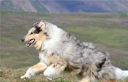 苏格兰牧羊犬训练便便 在固定地点大小便 | 苏格兰牧羊犬