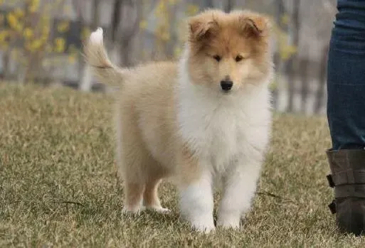 苏格兰牧羊犬|如何让苏格兰牧羊犬得到最好的身体锻炼