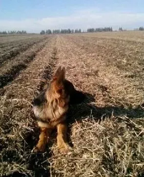 德国牧羊犬|如何能够分辨和判断出德国牧羊犬是否感冒