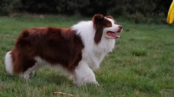 边境牧羊犬|教你如何矫正边境牧羊犬游戏时爱咬人的坏习惯