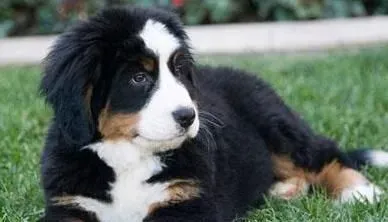 伯恩山犬初养适应度 吃饭时间限制在10分钟 | 伯恩山犬