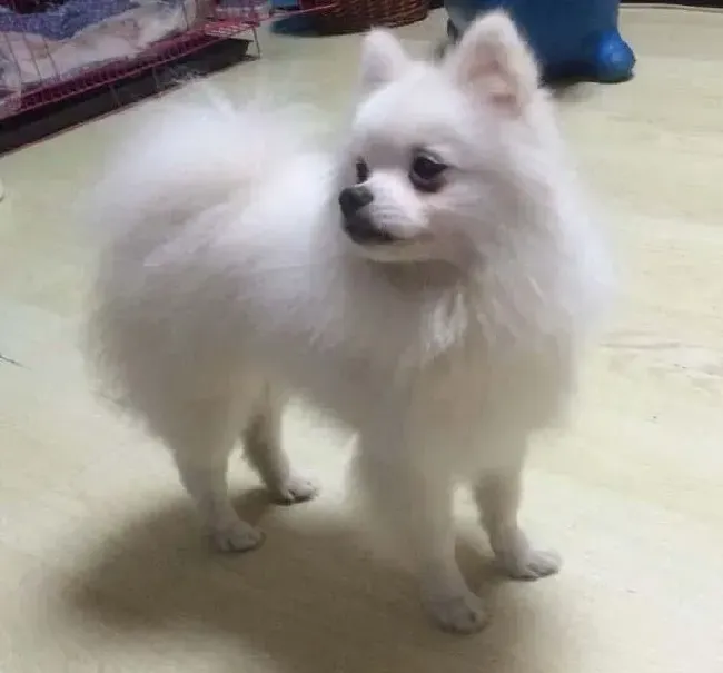 银狐犬|带你看看不同状态下银狐犬的表情