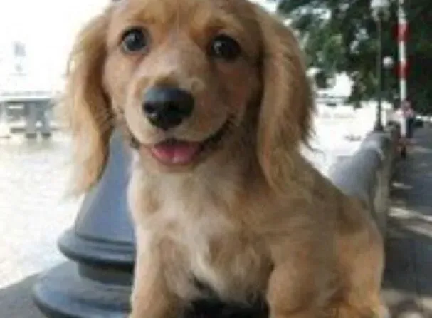 腊肠犬|生命在于运动 科学的运动方式对腊肠犬有哪些好处