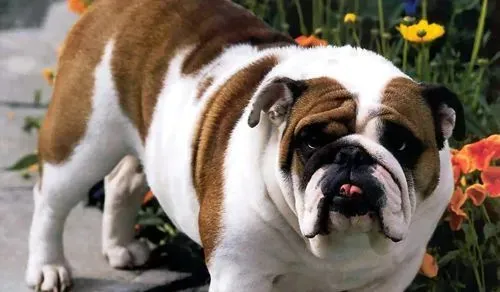 斗牛犬聪明吗 非常吸引人的狗狗 | 斗牛犬
