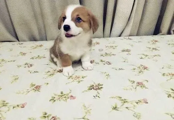 柯基犬|了解关于柯基犬健康养护的三个常识