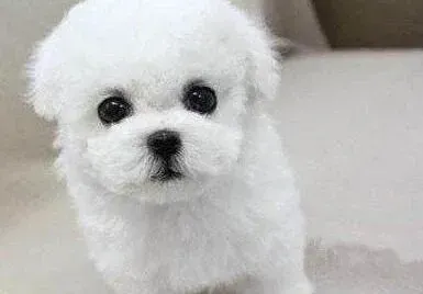 比熊犬|不适合比熊犬吃的两大类食品
