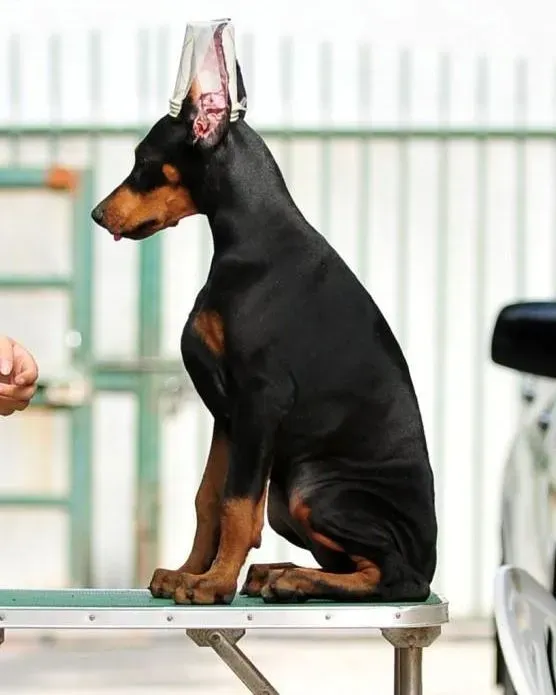 杜宾犬|杜宾犬不会定点上厕所应如何训练它