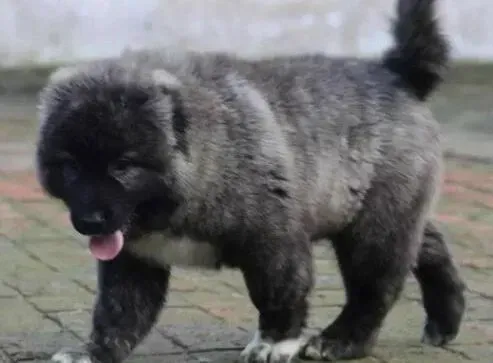 高加索犬|高加索犬得了严重的皮肤病自己怎么治