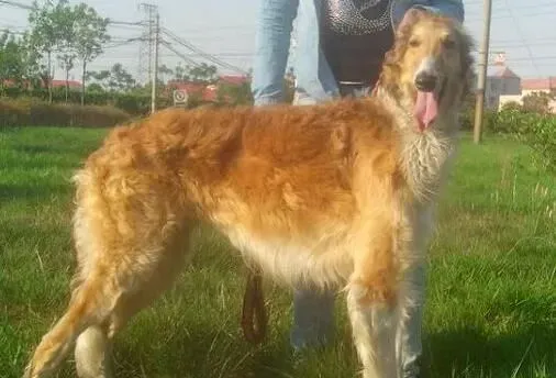 苏俄猎狼犬介绍 是一种体格结实的大型犬 | 苏俄猎狼犬