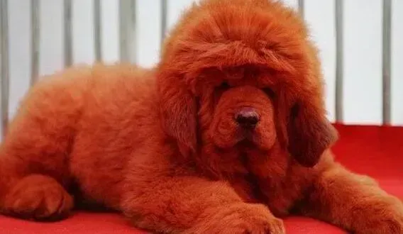 藏獒|藏獒吃多了拉稀有没有事