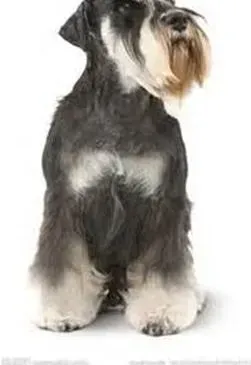 雪纳瑞|犬舍清洁狗狗心情好 保持雪纳瑞犬舍卫生要做好的工作
