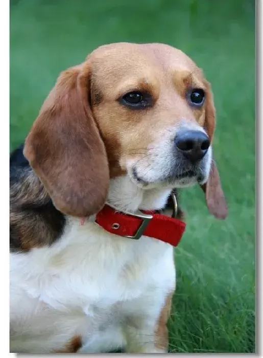 比格犬|上班族应如何照顾比格犬 求方法
