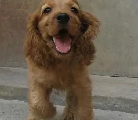 可卡犬|可卡犬在成长中不同阶段的照顾方法