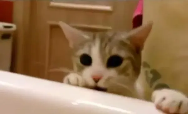 你在哪里干什么呀？ 猫奴泡澡时喵星人超紧张 | 猫