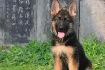 德国牧羊犬|怎么知道德国牧羊犬的犬瘟热有没有康复