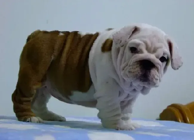 英国斗牛犬|给斗牛犬进行日常护理的主要步骤