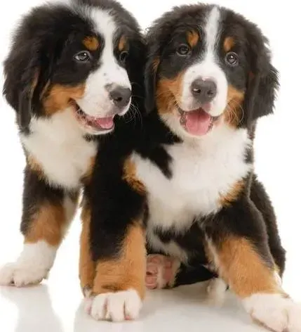 伯恩山犬|选购500问 如何给伯恩山犬挑选到合适的狗窝