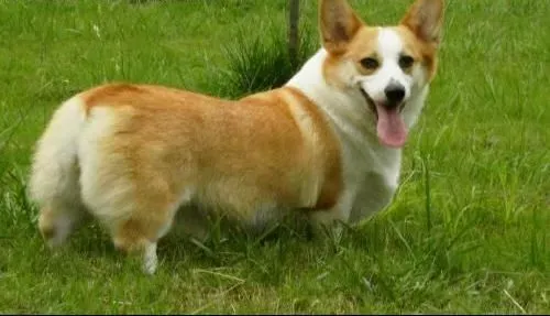 柯基犬|如何给新到家的柯基犬更好的喂养