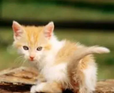 小猫一天喂几次 食物容易吸收消化为主 | 猫