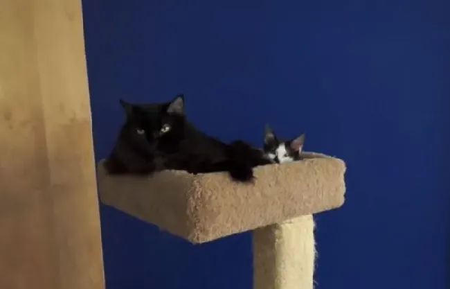 猫咪兄弟档感情超好 放弃猫搭台也要窝一起 | 猫