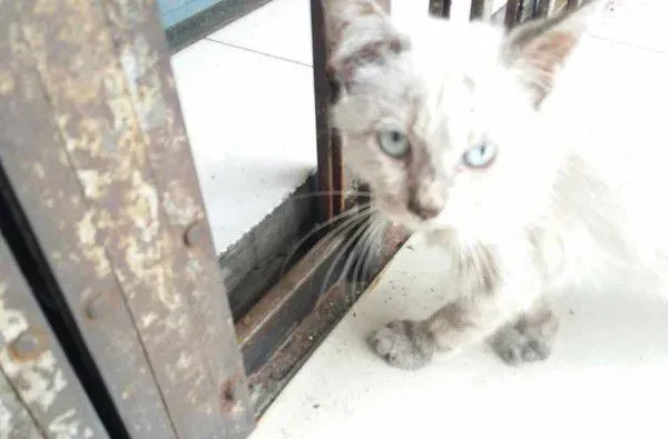 街头浪喵被好心男子收编 成功蜕变绝世美猫 | 猫