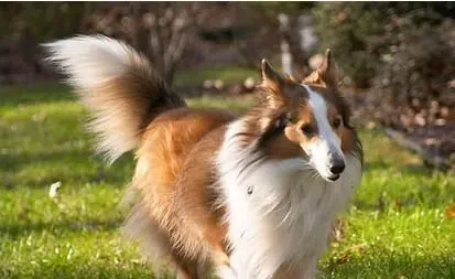 喜乐蒂牧羊犬最大能长多少斤 六至十二公斤 | 喜乐蒂牧羊犬