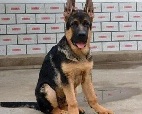 德国牧羊犬|发现德国牧羊犬挑食要及时纠正