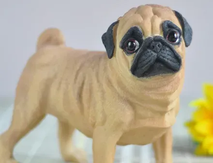 沙皮狗的性格 该犬平静而自信 | 沙皮狗