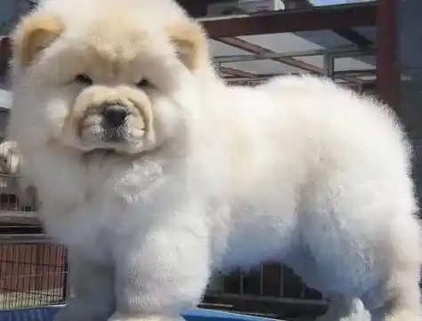 松狮犬|松狮犬最近不吃狗粮怎么办 有方法纠正过来吗