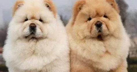 松狮犬|松狮犬减肥真经——制定严格的减肥计划