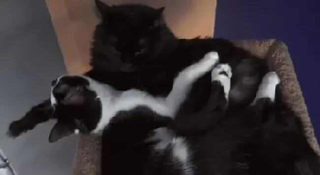猫咪兄弟档感情超好 放弃猫搭台也要窝一起 | 猫