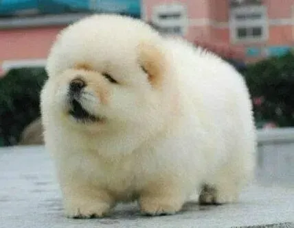 松狮犬|松狮犬打狂犬疫苗的部位鼓包了没事吧
