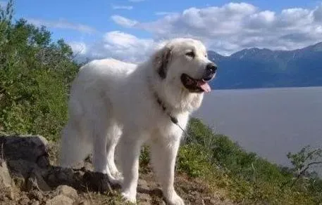 大白熊犬|健康生活指南 大白熊犬未做绝育会出现三大常见病